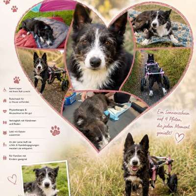Tierschutzhunde suchen ein Zuhause-Beitrag-Bild