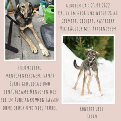 Tierschutzhunde suchen ein Zuhause-Beitrag-Bild