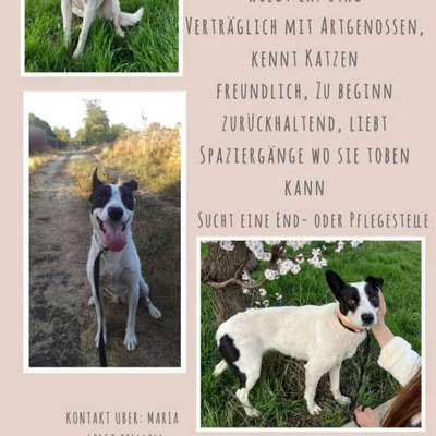 Tierschutzhunde suchen ein Zuhause-Beitrag-Bild