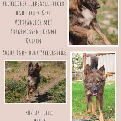Tierschutzhunde suchen ein Zuhause-Beitrag-Bild
