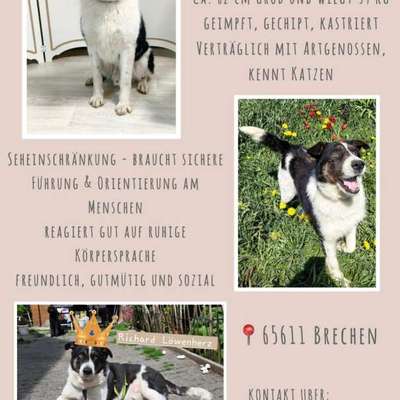 Tierschutzhunde suchen ein Zuhause-Beitrag-Bild