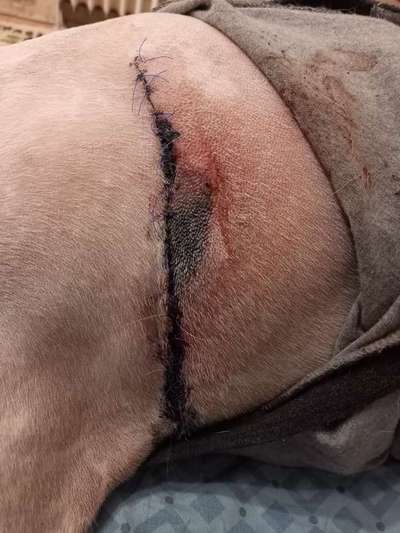 Fragen zum entfernen des Milztumor-Beitrag-Bild