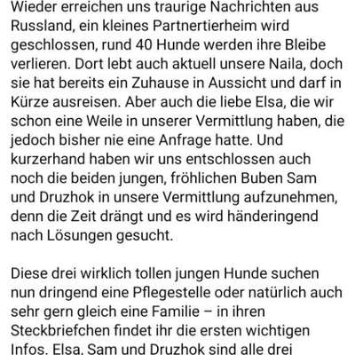 Tierschutzhunde suchen ein Zuhause-Beitrag-Bild