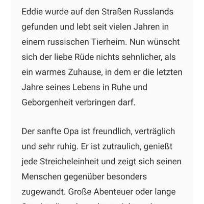 Tierschutzhunde suchen ein Zuhause-Beitrag-Bild