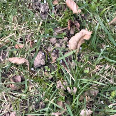 Giftköder-Mgl Giftköder-Bild