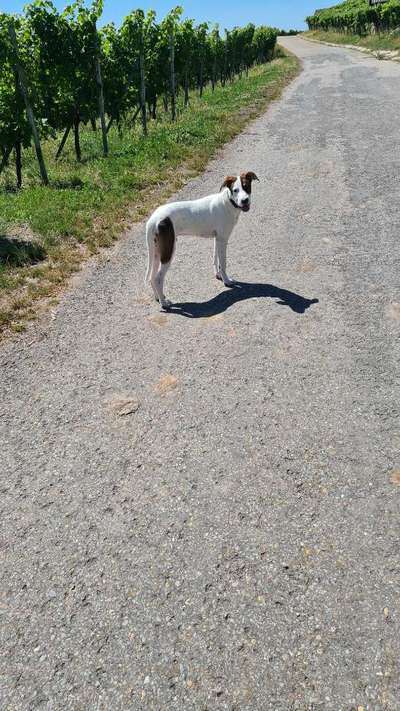 Hundetreffen-Spaziergang/Training-Bild