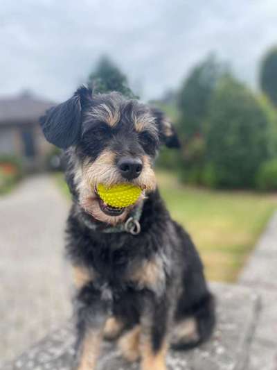 Hundetreffen-Hubdegassi-Bild