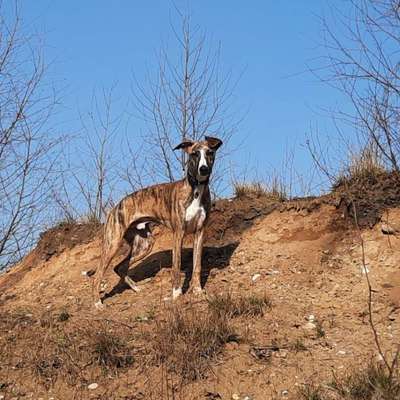 Hundetreffen-Laufen und Toben-Bild