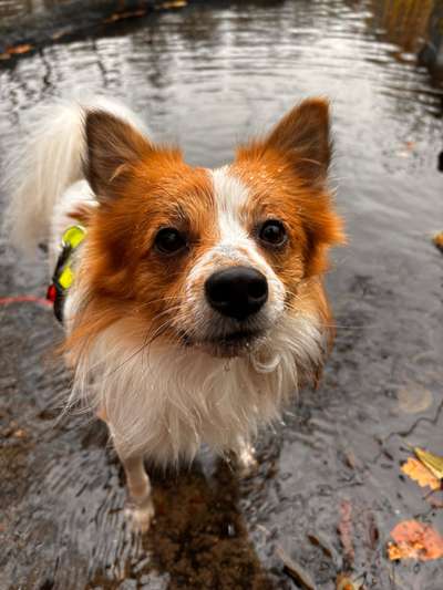 Hundetreffen-Social Walks, Spieltreffen-Bild