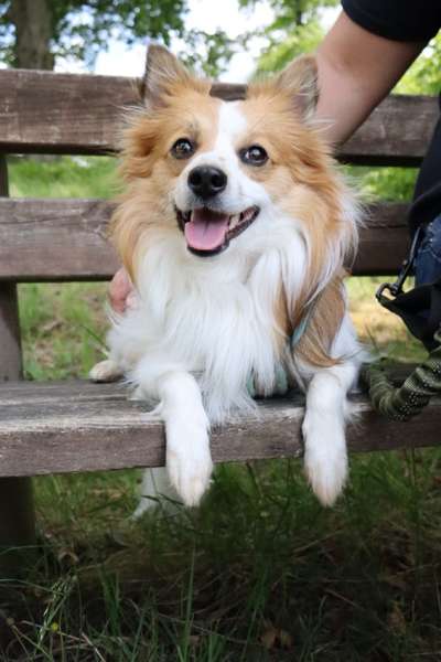 Hundetreffen-Social Walks-Bild