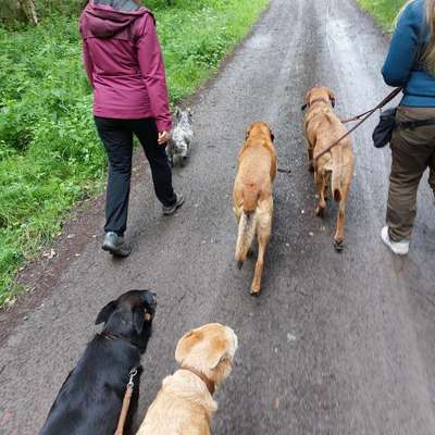 Hundetreffen-Social Walk, Lern-Spaziergang-Bild