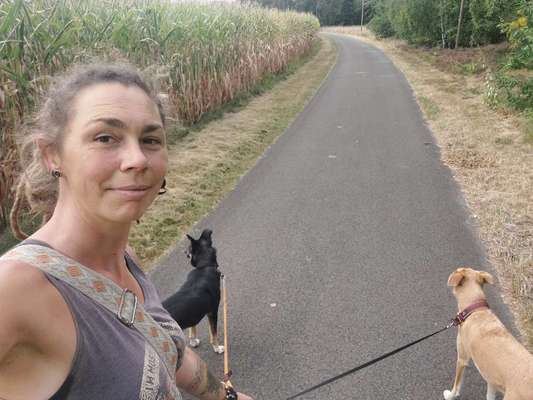 Hundetreffen-Sozial Walk-Bild