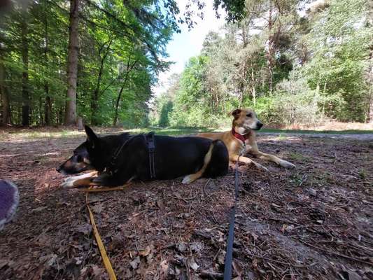 Hundetreffen-Training--> Leinenrambo, an lockerer Leine laufen, Tricks...woran ihr arbeiten wollt-Bild