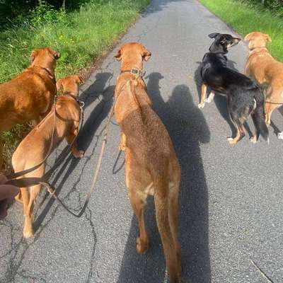 Hundetreffen-Gruppentraining "Alltagshelden"-Bild