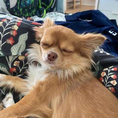 Hundetreffen-Hundetreff-Bild