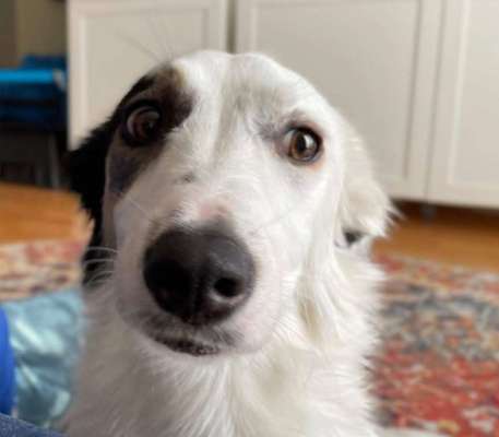 Zeige den lustigsten Blick deines Hundes-Beitrag-Bild