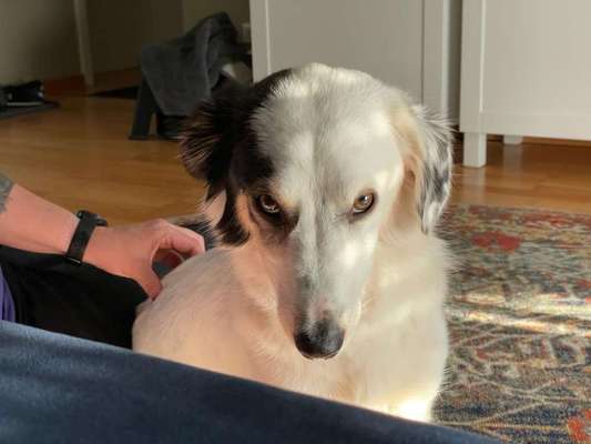 Zeige den lustigsten Blick deines Hundes-Beitrag-Bild