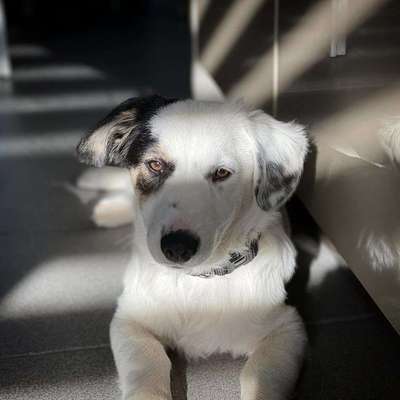 Club der Rumänen (Alle Hunde aus dem rumänischen Tierschutz, wo seid Ihr?)-Beitrag-Bild