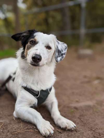 Dogorama Photo Challenge - Portrait-Beitrag-Bild