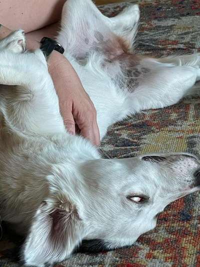 Zeige den lustigsten Blick deines Hundes-Beitrag-Bild