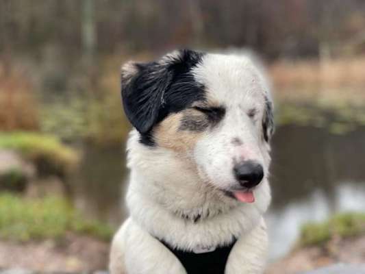Fotochallenge Nr. 59 - Mein Hund zeigt die Zunge-Beitrag-Bild