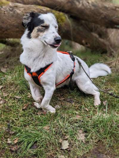 Zeige den lustigsten Blick deines Hundes-Beitrag-Bild