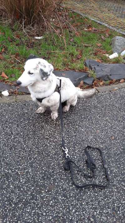 Mischlingshunde Foto Aufruf-Beitrag-Bild