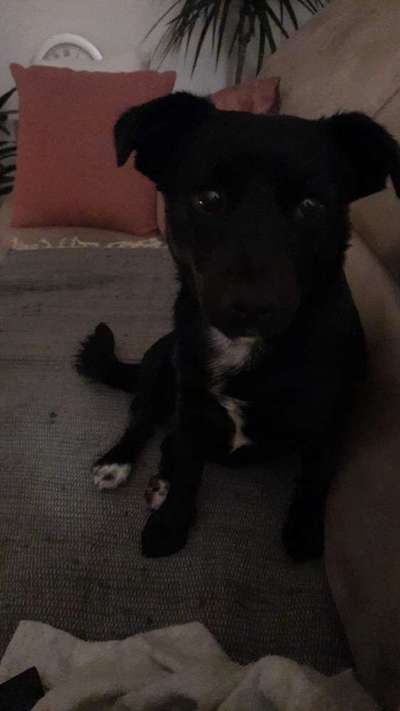 Dogorama Photo Challenge - Hundeblick zum hinschmelzen-Beitrag-Bild