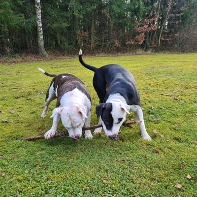 Hundetreffen-"Wir würden gerne spazieren gehen und neue Freunde treffen" - Blanka & Bronek-Bild