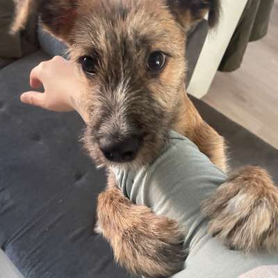 Hundetreffen-Hundetreffen rund um Burg Stargard-Bild