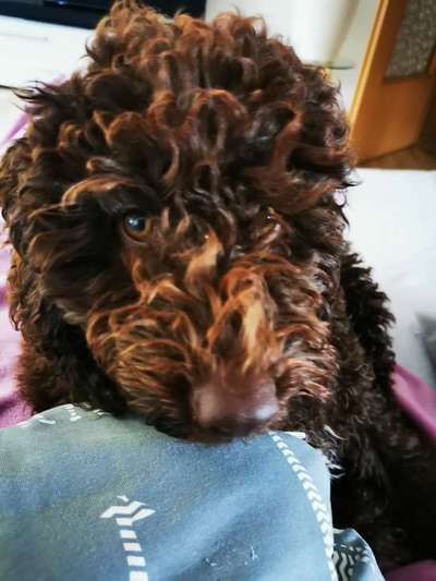 Die Dogorama Kalender Challenge Titelbild-Beitrag-Bild