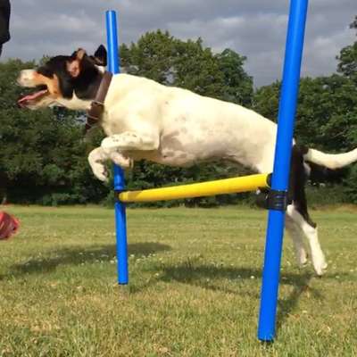 Hundetreffen-Schnüffeln und toben oder einfach mal gemütlich ….🐶-Bild