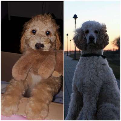 Wie groß waren eure welpen ?-Beitrag-Bild