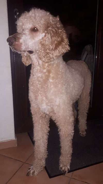 Alles rund um den Pudel-Beitrag-Bild