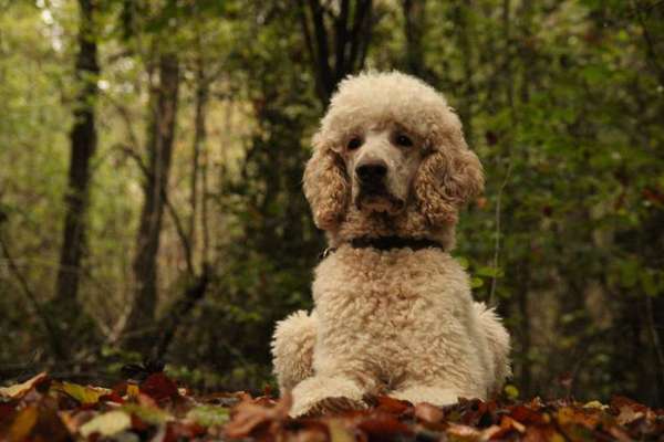 Alles rund um den Pudel-Beitrag-Bild