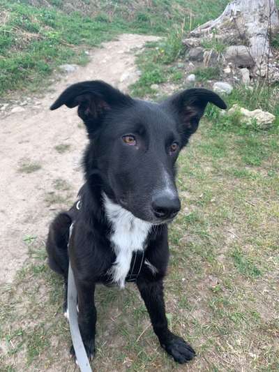 Hunde aus dem Tierschutz: Bulgarien-Beitrag-Bild