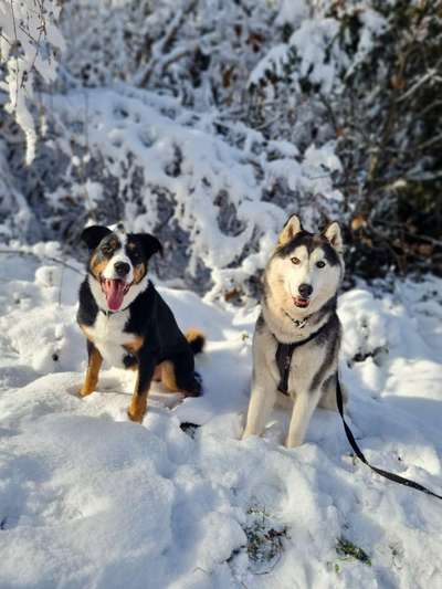 Hundetreffen-Gemeinsame Spaziergänge-Bild