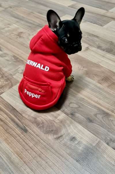 Dogorama Photo Challenge - Tre Chic!-Beitrag-Bild