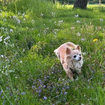 Hundetreffen-Kleinhunde-Gassirunde Münster-Bild