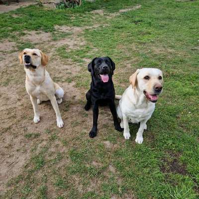 aktuelles Foto Gruppe Labrador
