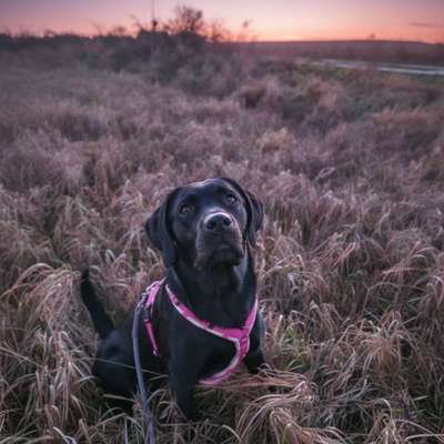Hundetreffen-Hundetreff / Gassitreffen / Spielgefährten-Bild