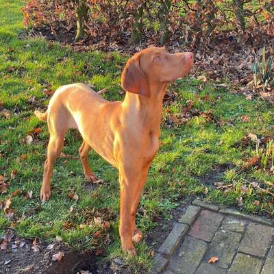 Hundetreffen-Spazieren im Grunewald-Bild