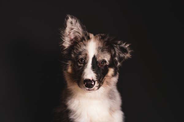 Hundetreffen-Trainingsgefährte-Bild