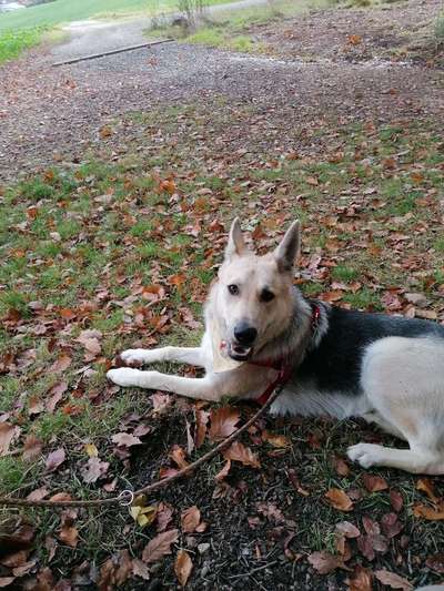 Schäferhund-Beitrag-Bild