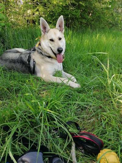 Schäferhund-Beitrag-Bild