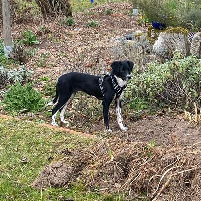 Hundetreffen-Gassi Treff/ Spielerunde
