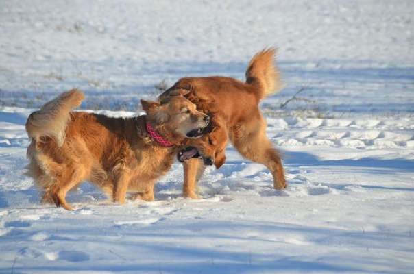 Foto's und Hundemodels-Beitrag-Bild