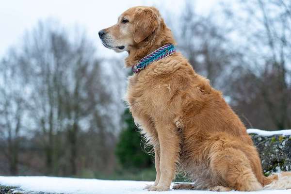 Foto's und Hundemodels-Beitrag-Bild