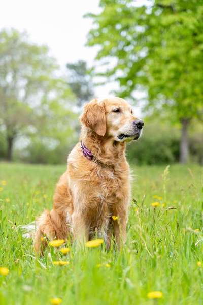 Die Dogorama Kalender Challenge Titelbild-Beitrag-Bild