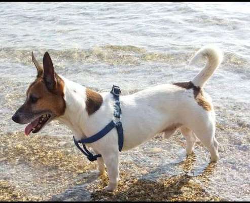 Unsere Fellnasen im Regenbogenland-Beitrag-Bild